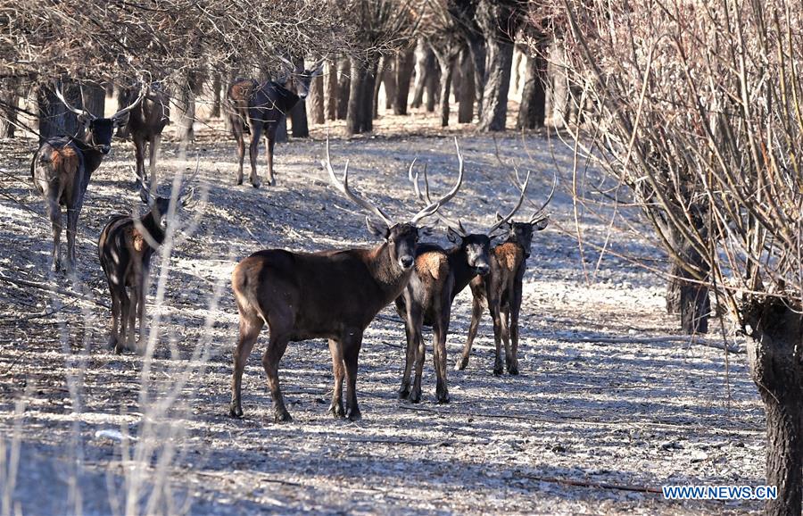 CHINA-TIBET-ANIMALS-WINTER HABITAT (CN)