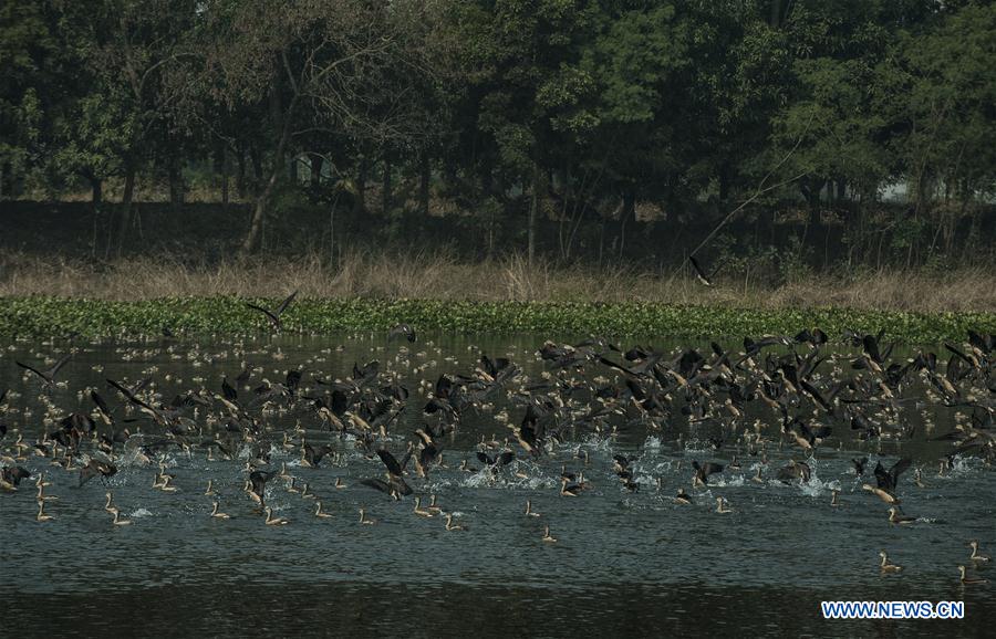 INDIA-KOLKATA-MIGRATORY BIRDS