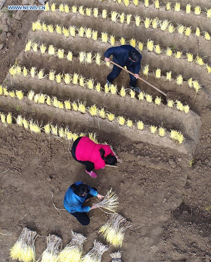 #CHINA-JIANGSU-FARMING-VEGETABLE (CN)