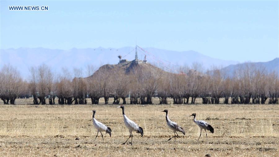 CHINA-XIGAZE-BLACK-NECKED CRANE (CN)