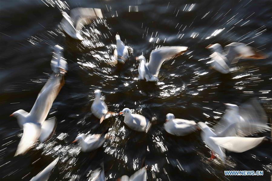 CHINA-YUNNAN-BLACK-HEADED GULLS (CN)