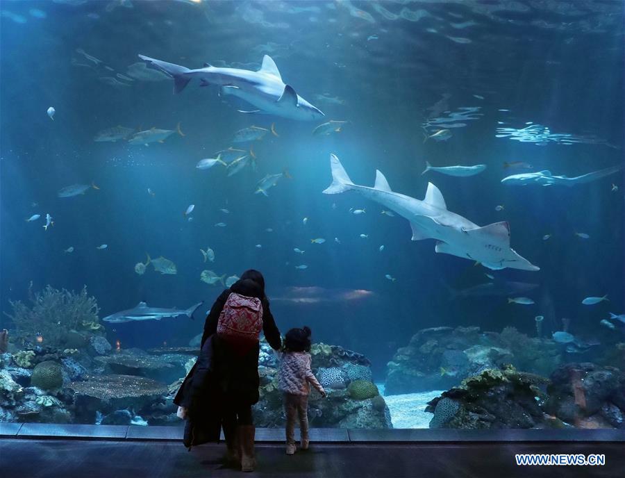 U.S.-CHICAGO-SHEDD AQUARIUM