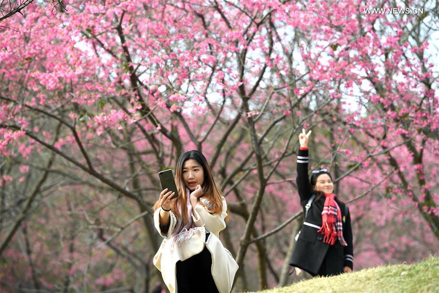 CHINA-GUANGXI-CHERRY BLOSSOM (CN)