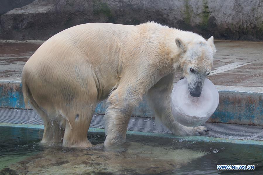 HUNGARY-BUDAPEST-ZOO-POLAR BEAR