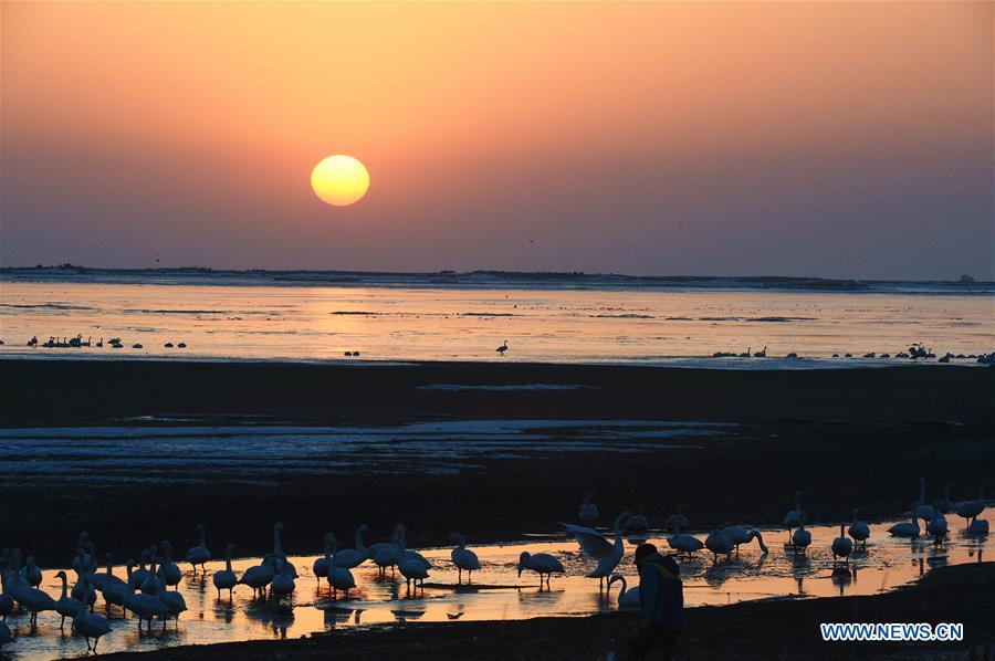 CHINA-SHANDONG-SWAN-PROTECTION (CN)