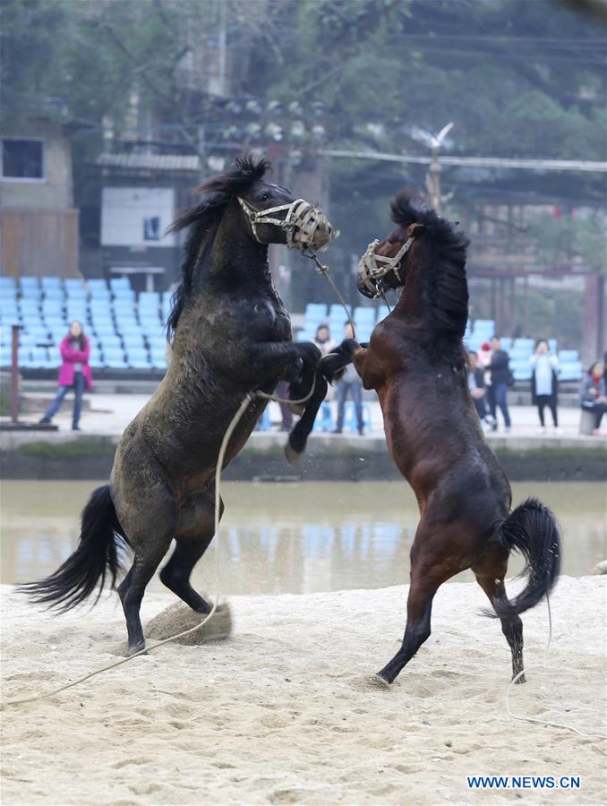 #CHINA-GUANGXI-RONGSHUI-HORSE FIGHT (CN)