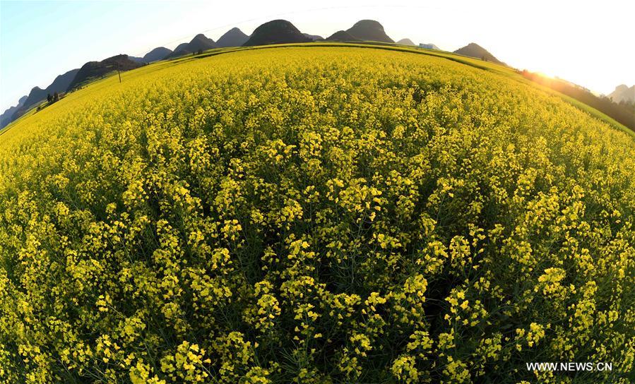 CHINA-YUNNAN-LUOPING-RAPE FLOWER(CN)