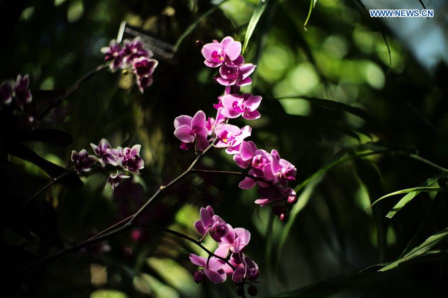 U.S.-NEW YORK-ORCHID SHOW