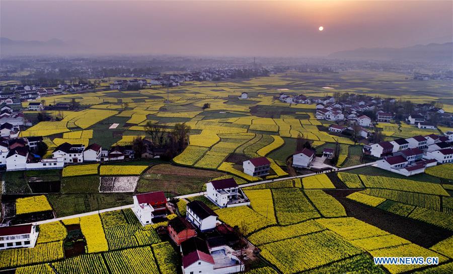 CHINA-SHAANXI-HANZHONG-RAPESEED FLOWER (CN)