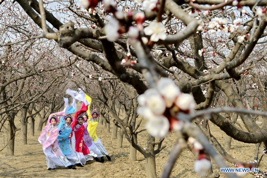 CHINA-HEBEI-SPRING-BLOSSOMS (CN)