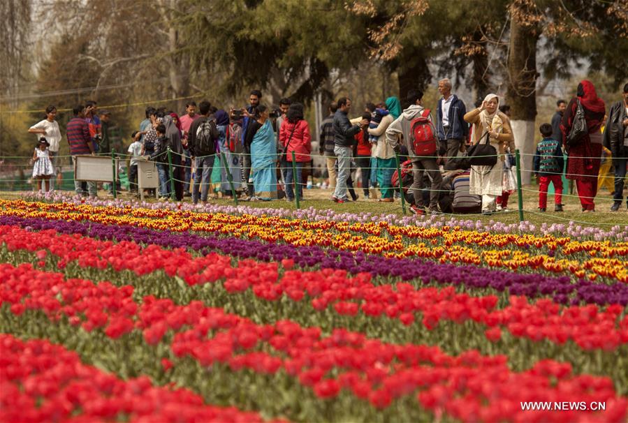 INDIAN-CONTROLLED KASHMIR-SRINAGAR-TULIP GARDEN-OPEN