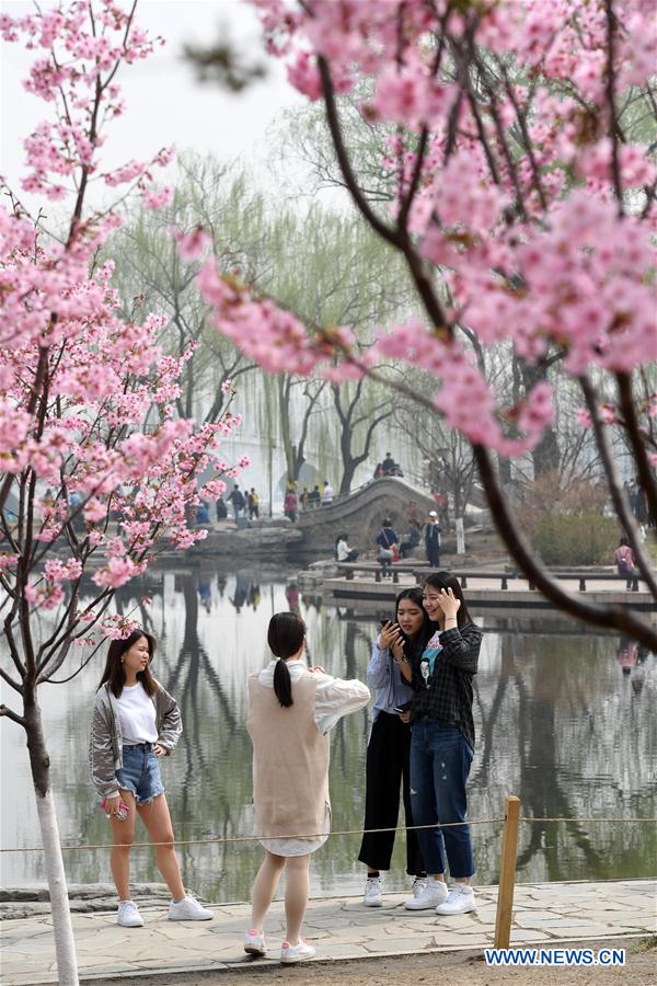 CHINA-BEIJING-CHERRY BLOSSOM (CN)