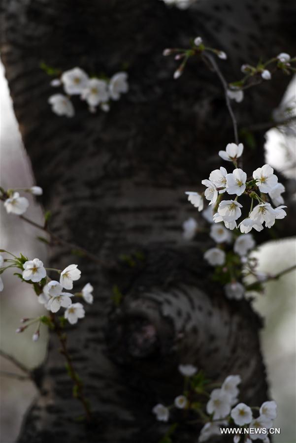 CHINA-BEIJING-CHERRY BLOSSOMS (CN)