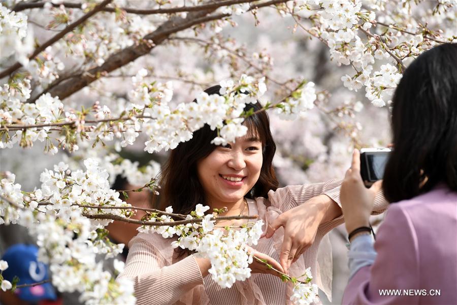 CHINA-BEIJING-CHERRY BLOSSOMS (CN)