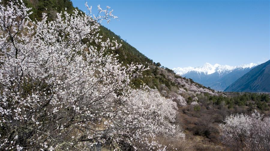 CHINA-TIBET-BOMI-PEACH BLOSSOM (CN)