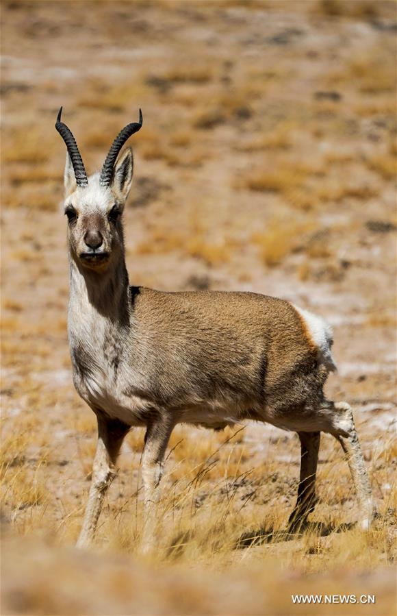 CHINA-XINJIANG-ALTUN MOUNTAINS-WILDLIFE-LANDSCAPE (CN)