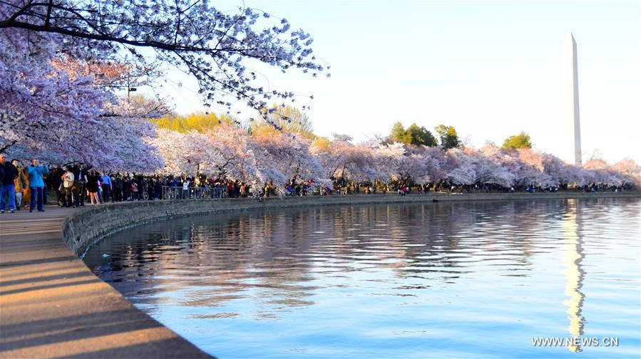 U.S.-WASHINGTON D.C.-CHERRY BLOSSOMS