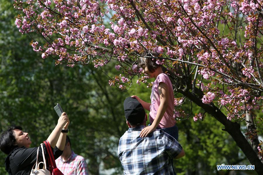 ROMANIA-BUCHAREST-CHERRY BLOSSOM