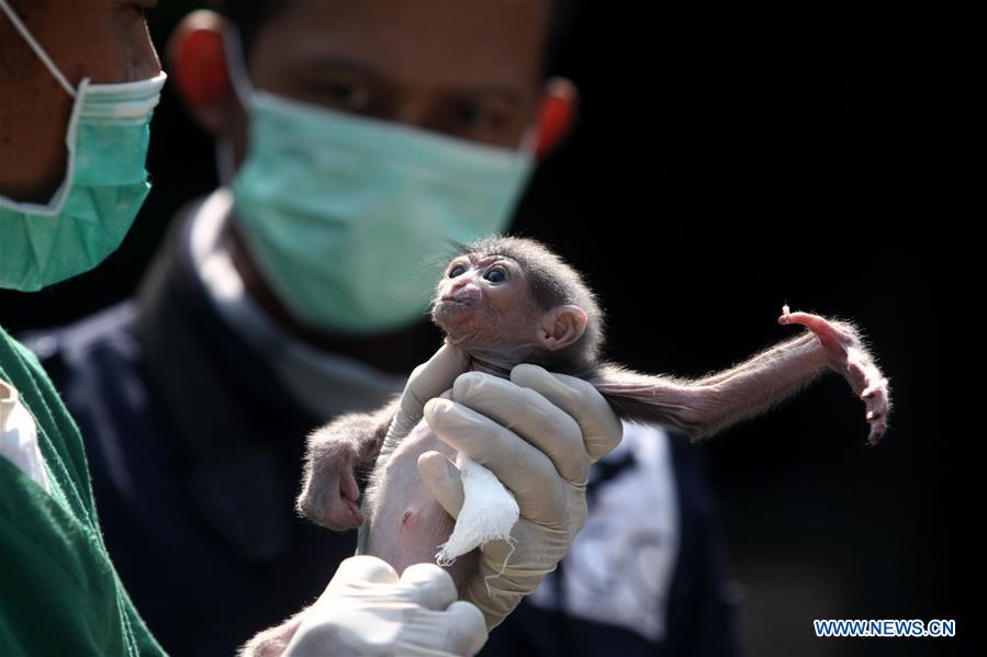 INDONESIA-WEST JAVA-BABY GIBBON