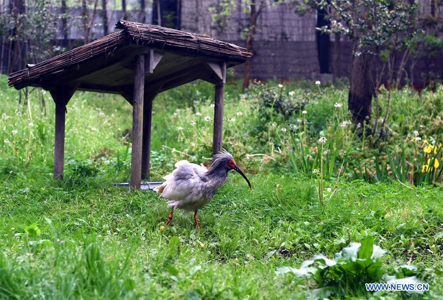 JAPAN-SADO ISLAND-CRESTED IBISES-FEATURE