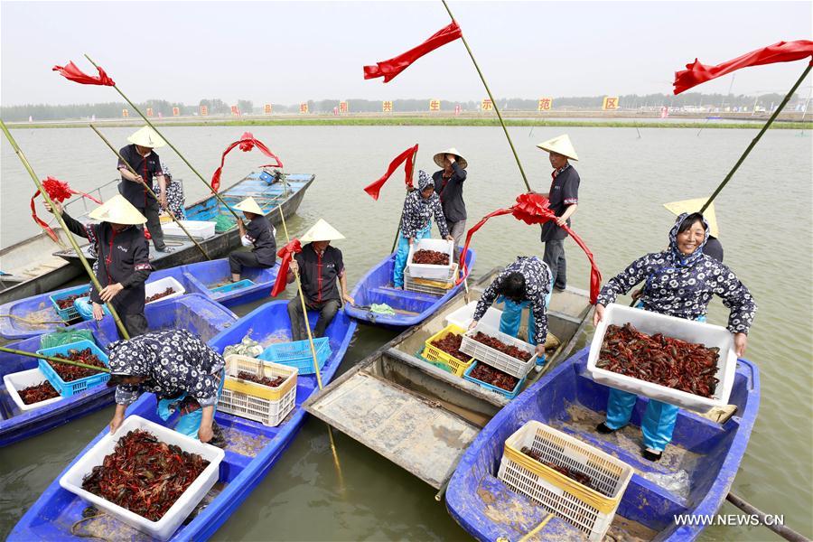 CHINA-JIANGSU-XUYI-CRAYFISH-HARVEST (CN)