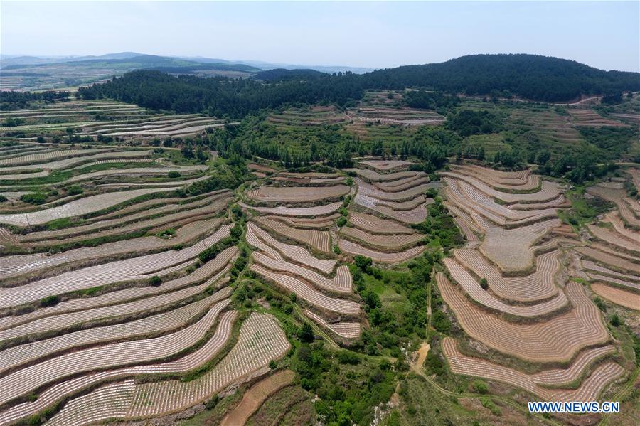 CHINA-SHANXI-HUGUAN-TERRACE FIELDS (CN)