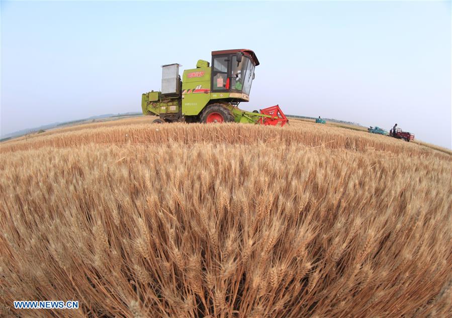 #CHINA-EARLY SUMMER-FARM WORK(CN)