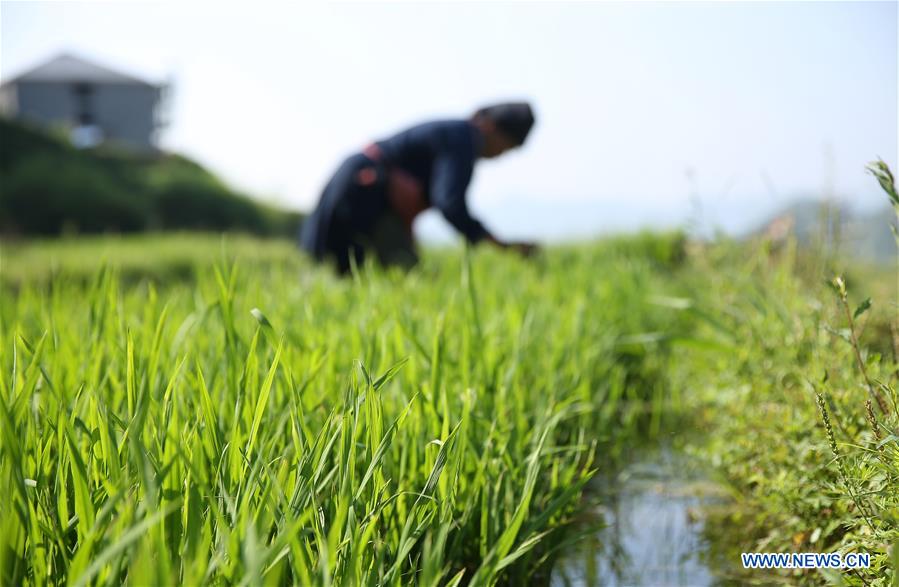 #CHINA-AGRICULTURE-FARMER-WORK (CN)