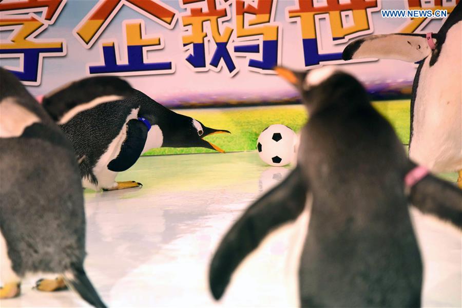 CHINA-HEILONGJIANG-PENGUINS-FOOTBALL GAME (CN)