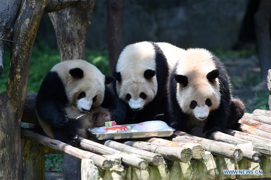 CHINA-CHONGQING-ZOO-ANIMAL-HEAT-RELIEF (CN)