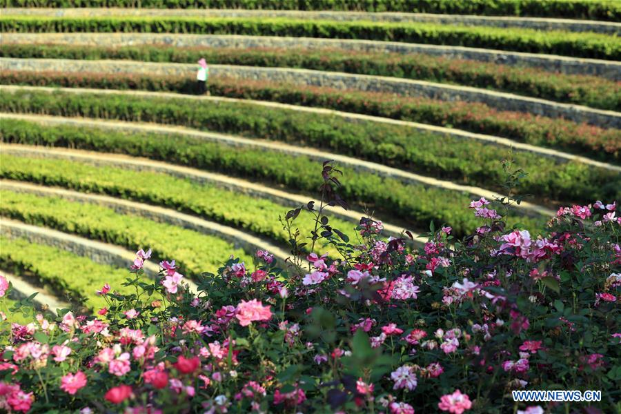 #CHINA-GUIZHOU-TERRACED FIELDS (CN) 