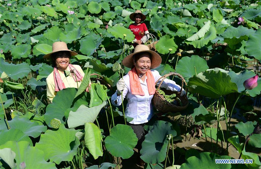 #CHINA-ANHUI-FEIXI-LOTUS-PLANTATION (CN)*