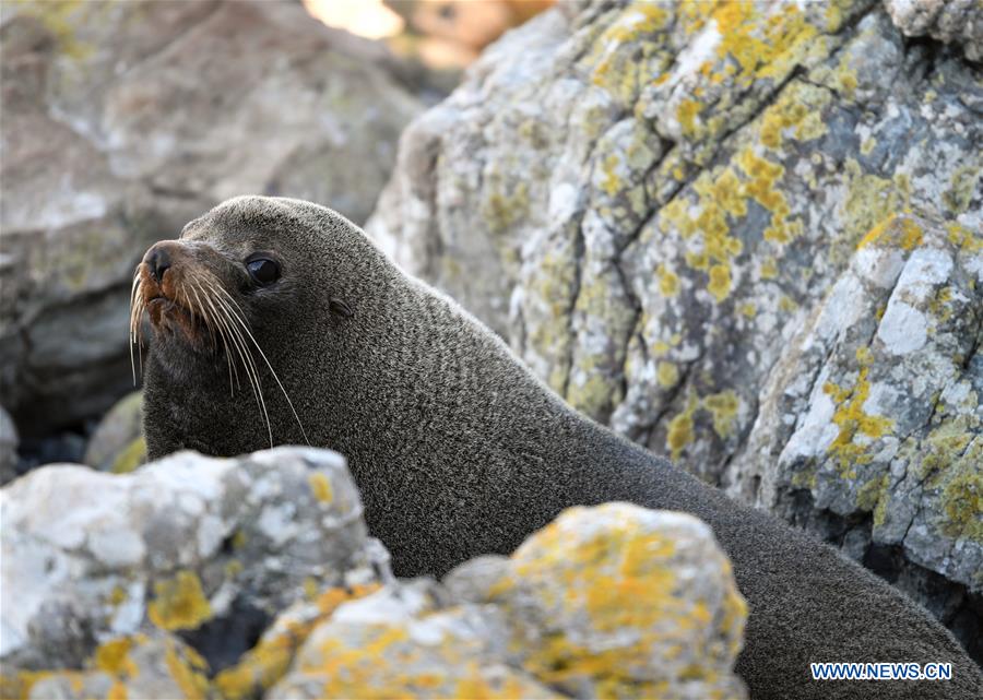 NEW ZEALAND-WELLINGTON-NEW ZEALAND FUR SEALS