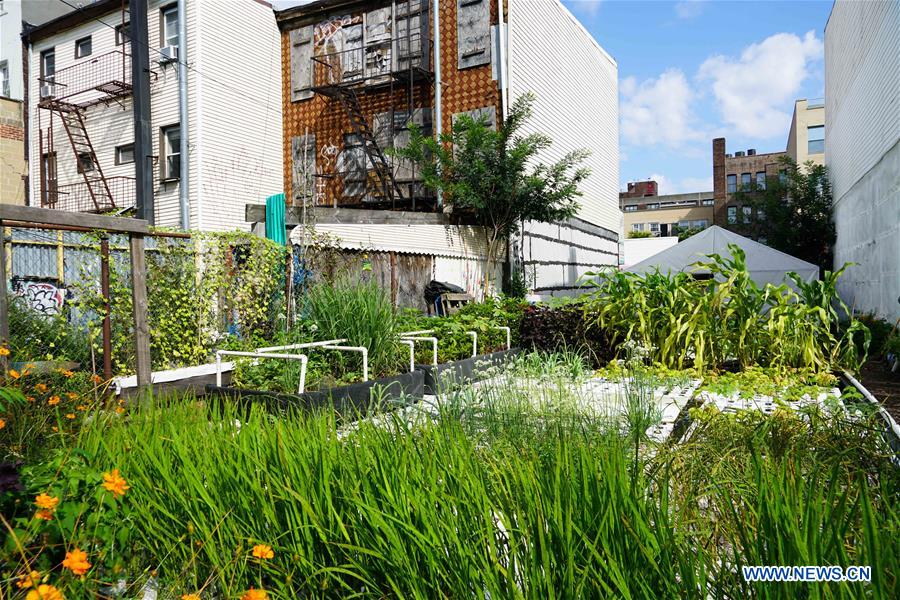 U.S.-NEW YORK-AQUAPONICS FARM