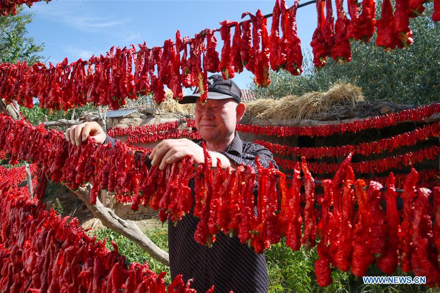 #CHINA-XINJIANG-BARKOL-CHILI HARVEST (CN)