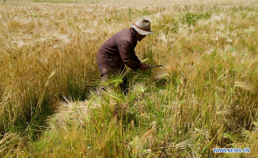 CHINA-TIBET-AGRICULTURE-HARVEST (CN)