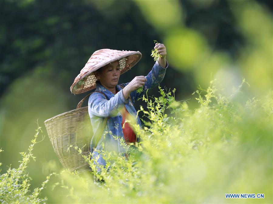 #CHINA-HUNAN-TEA-HARVEST (CN)