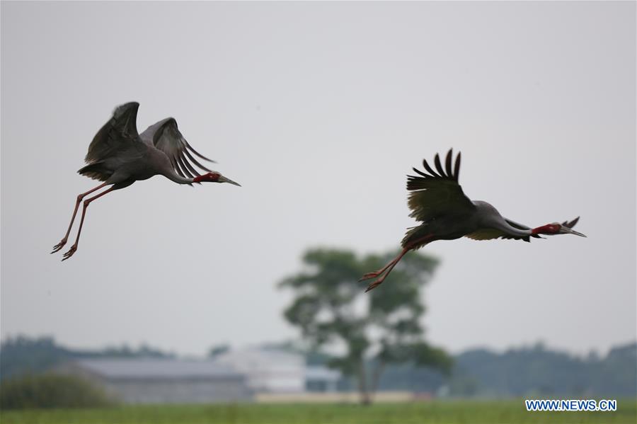 MYANMAR-MAUBIN-SARUS CRANE