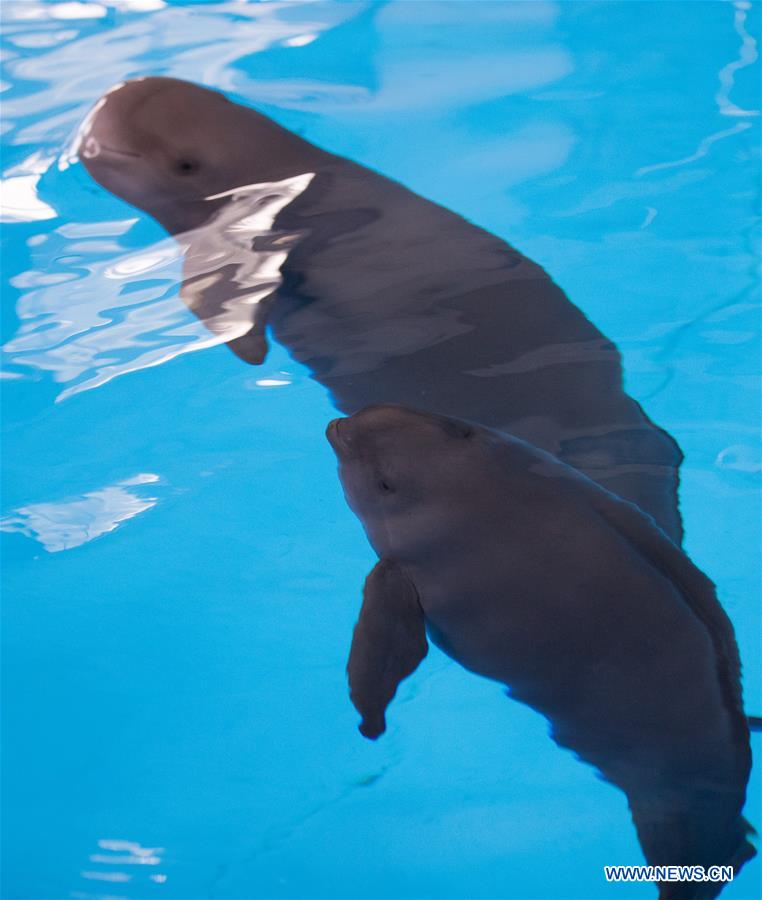 CHINA-FINLESS PORPOISE-BREEDING-100 DAYS (CN)