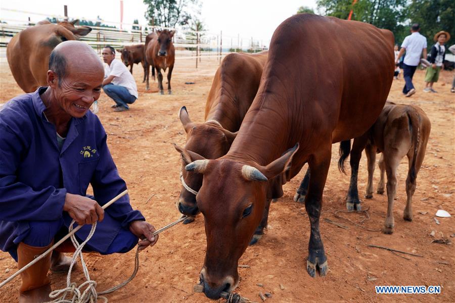 CHINA-JIANGXI-CATTLE (CN)