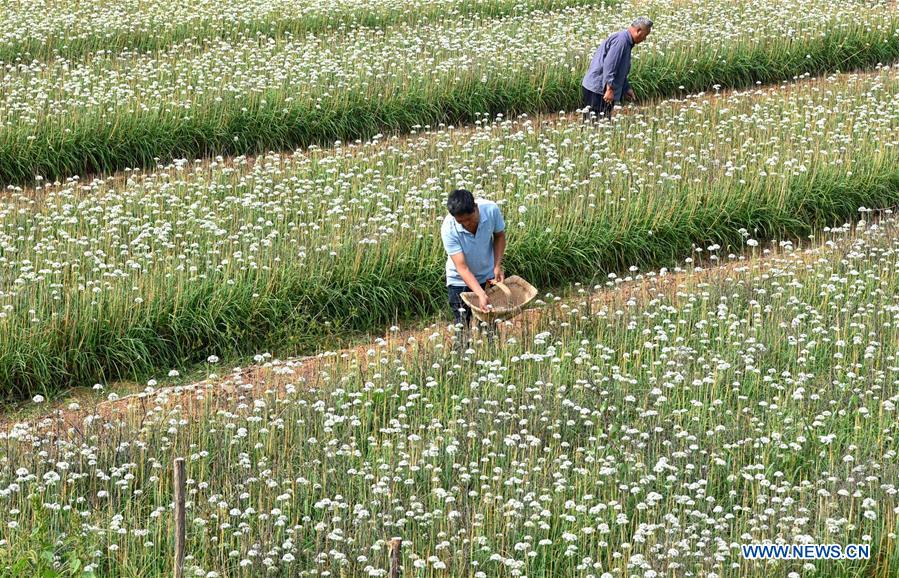 #CHINA-AUTUMN-FARM WORK (CN)