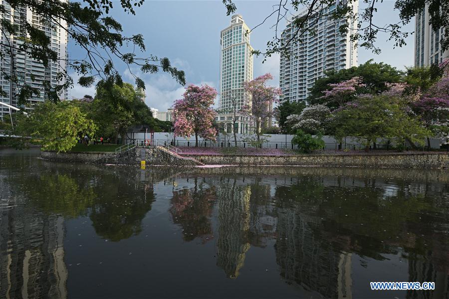 SINGAPORE-TRUMPET TREE-BLOSSOM