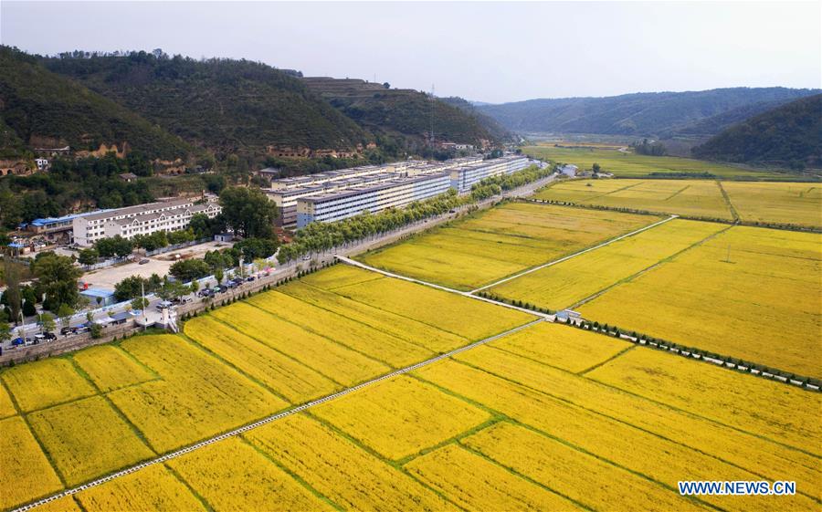 CHINA-SHAANXI-RICE FIELD(CN)