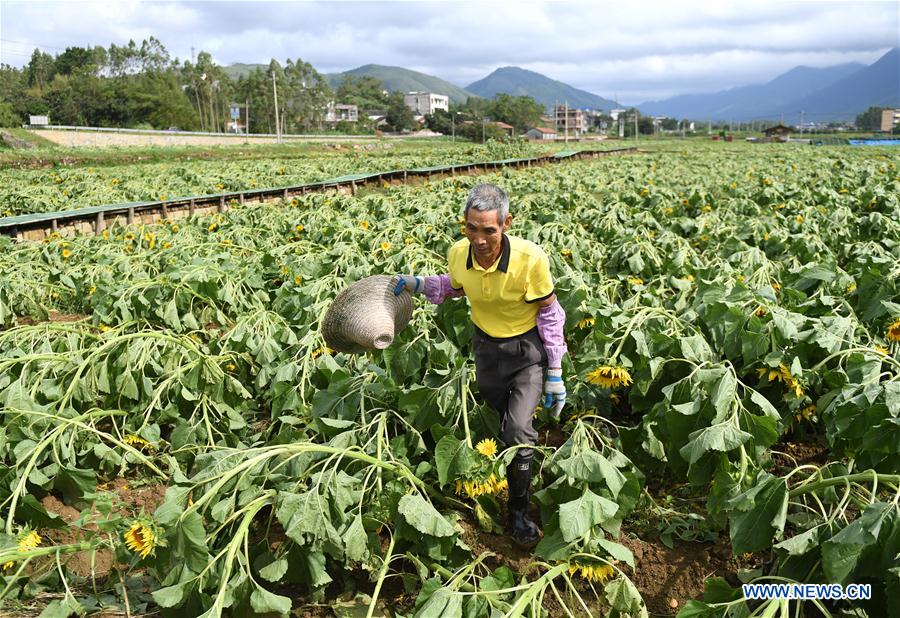 CHINA-GUANGXI-TYPHOON MANGKHUT-AFTERMATH-AGRICULTURE (CN)