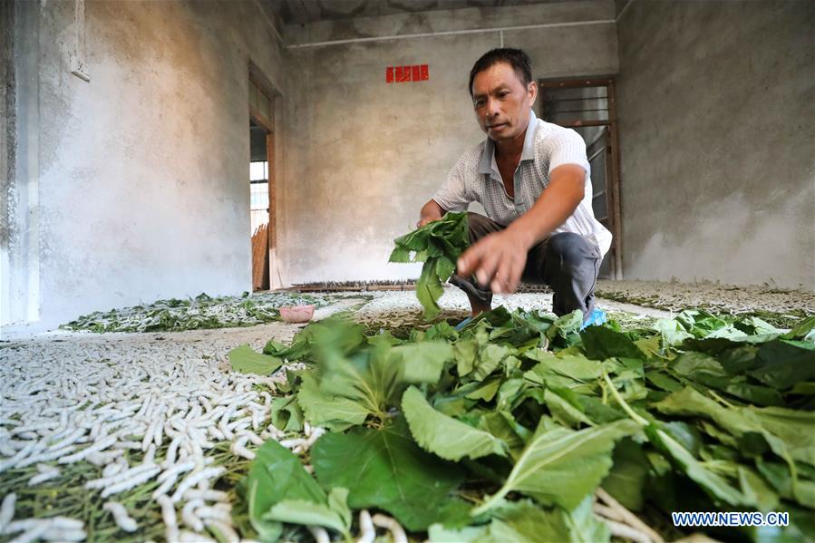 #CHINA-GUANGXI-SILKWORM (CN)