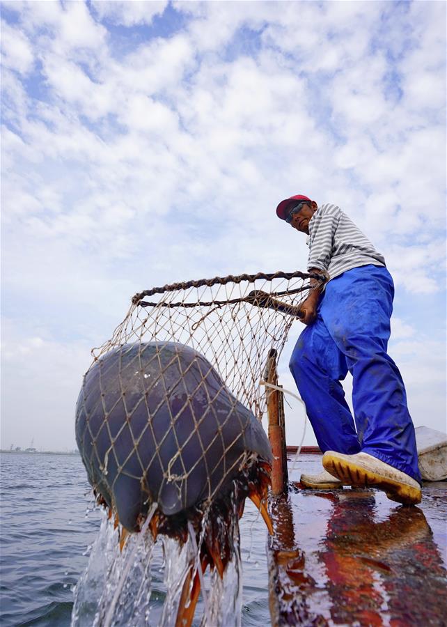 CHINA-HEBEI-AQUACULTURE-JELLYFISH (CN)