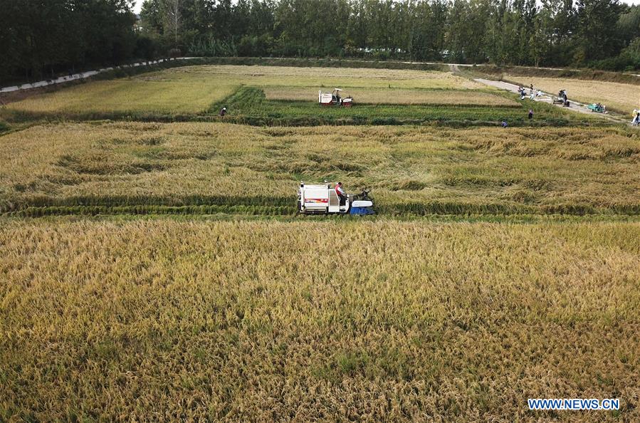 CHINA-ANHUI-FENGYANG-HARVEST (CN)