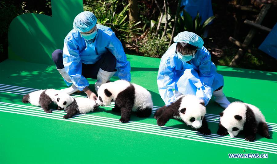 CHINA-CHENGDU-GIANT PANDA-CUBS (CN)