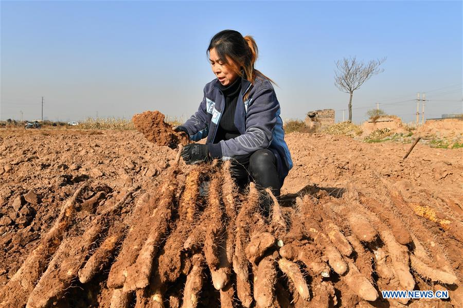 CHINA-SHANXI-YAM-HARVEST (CN)