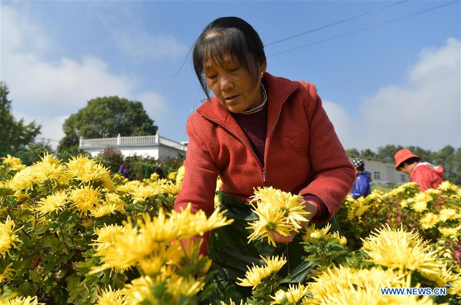 CHINA-JIANGXI-NANCHANG-CHRYSANTHEMUM INDUSTRY (CN)